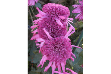 Египтянка.
Селекция НБС-ННЦ