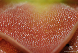 Pinguicula Sethos