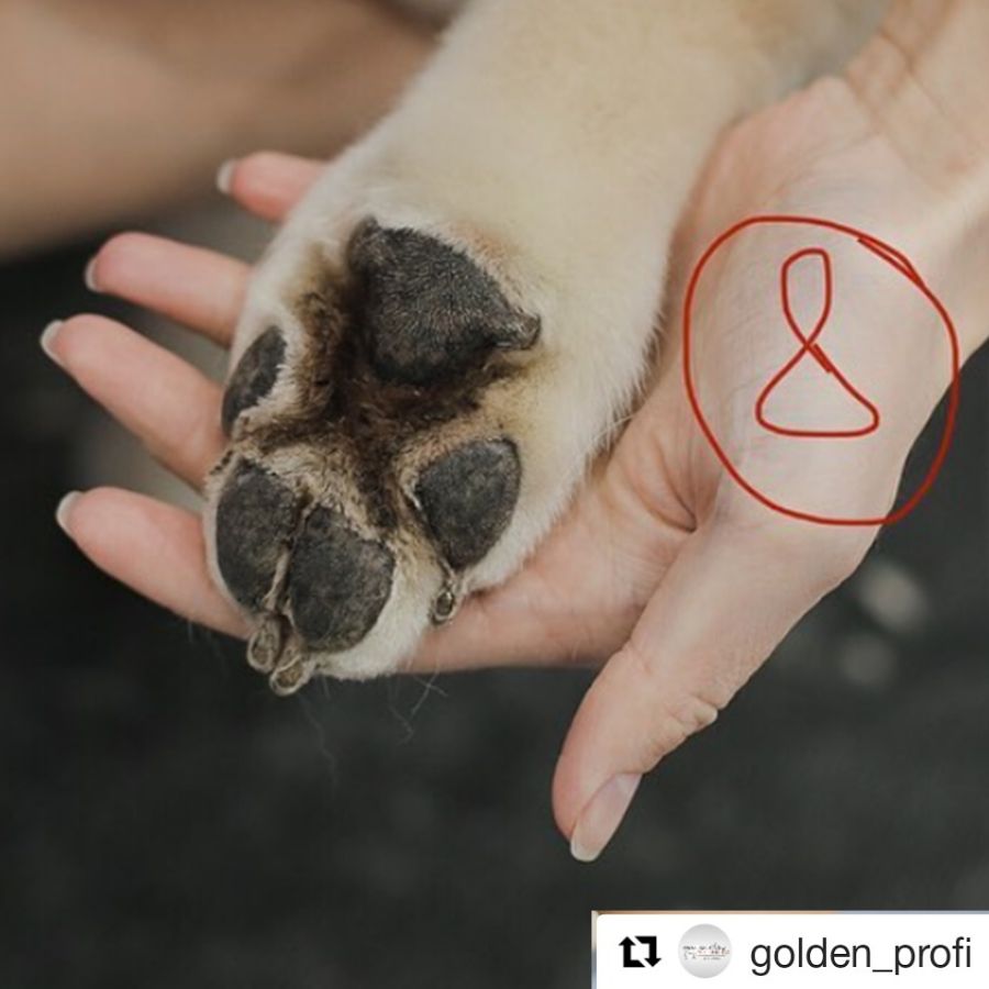 Стрижка задних лап - этап 8