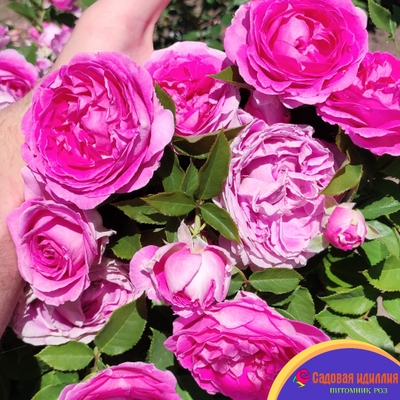 Фройлен Мария (Fraulein Maria)