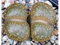 Lithops aucampiae C366 (Чехия) - 10 семян