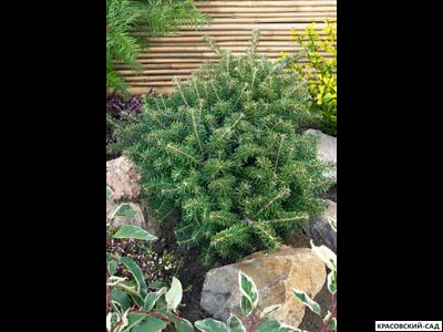 Пихта корейская Тундра