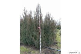 Можжевельник Блю Эрроу - фото измерения саженца весной - красовский-сад.рф