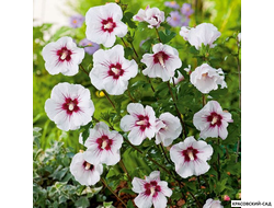 Гибискус Ред Хет - Red Heart