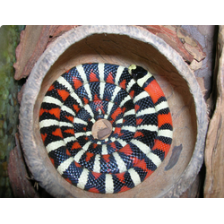 Королевская змея горная хуачукская