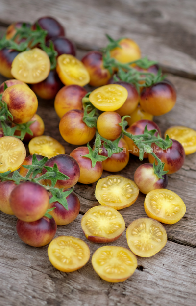 Томат Гном 1999, 10 шт