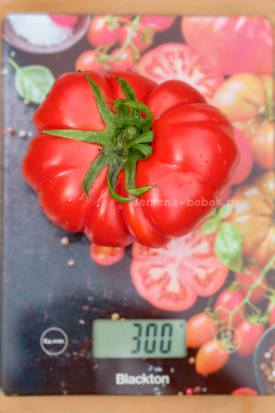 Томат Лев Минусинский, 10 шт