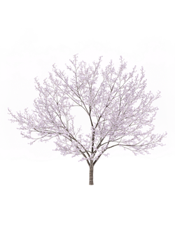 цветущие Вишня обыкновенная 4