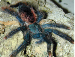 Avicularia braunshauseni