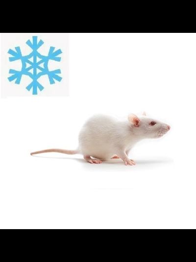 Крыса кормовая замороженная бегунок 30-50гр