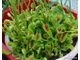 Dionaea muscipula Sawtooth