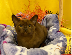 Свободные котята обеих пород