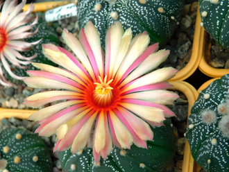 Astrophytum AS SUPER TOKUSHIRO X ASRF (1042) - 10 семян