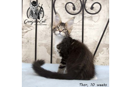 Волгоградский питомник Мейн кунов GangsterCat. Сайт: www.gangstercat.ru Тел: +7 (917) 335-09-66 (WhatsApp, Viber, Telegram), Татьяна.