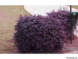 Пузыреплодник калинолистный Литтл Энджел купить в Красовский-сад.рф по выгодной цене