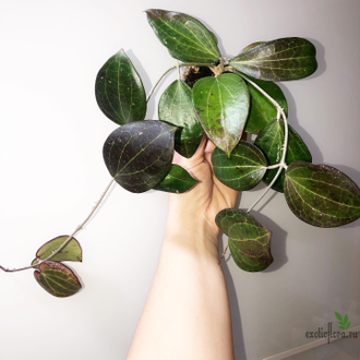 Hoya cv. Genieve (MB-1141)