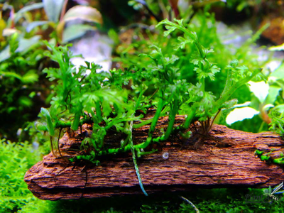 Папоротник Болбитис "baby leaf" (пластиковый горшок)