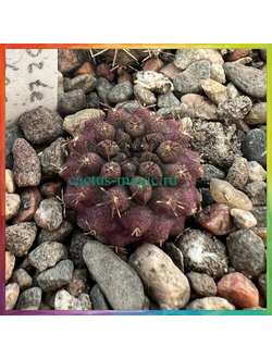 Neoporteria vexata FR 1055