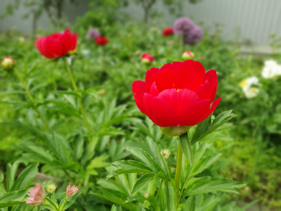 Пион Postillon(Постильен)