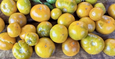 Томат Гном Эми из Огайо (Dwarf Amy’s Ohio)