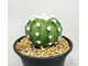 Echinopsis Subdenudata