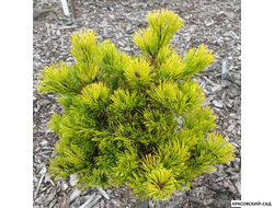 Сосна горная Мопсголд - Mopsgold