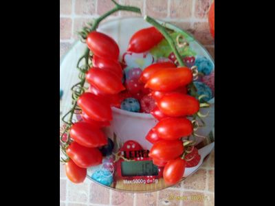 Томат Даттерини красный (Datterini red)