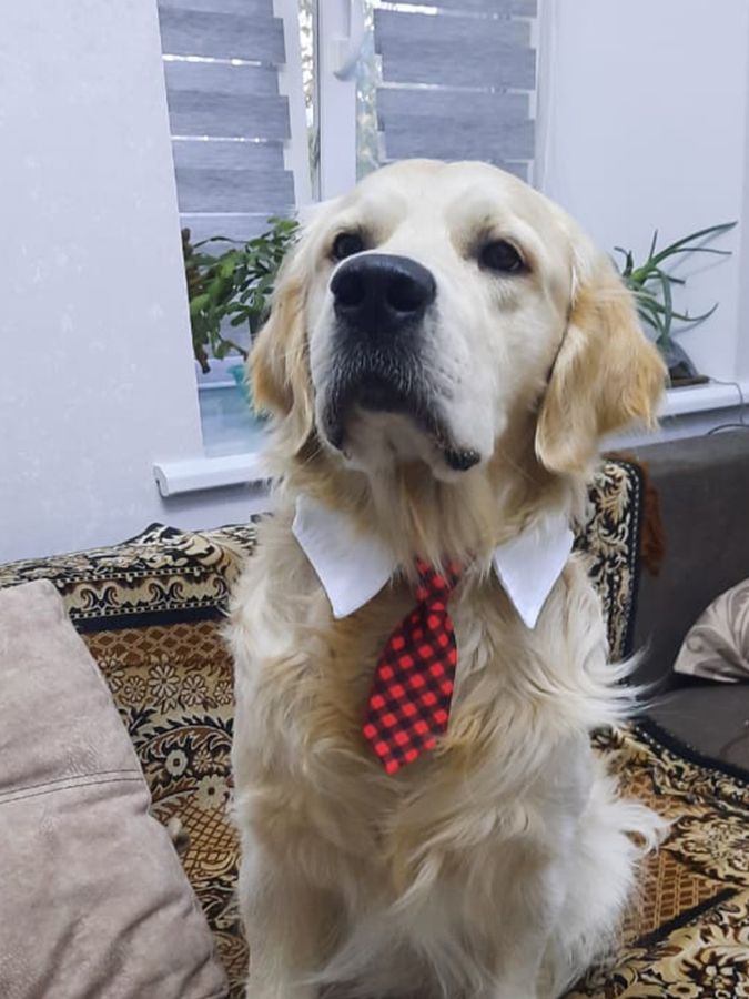 Юран (Русское Золото Юран), 1 год