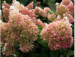 ФОНТОМ  В ГОРШКЕ 2 ЛИТРА