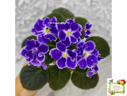 ВаТ-Монарх (Т. Валькова) 2016 г.