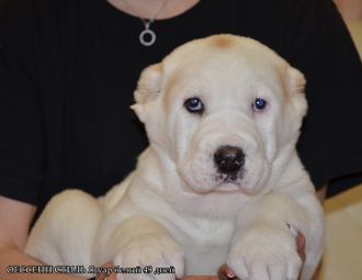 Кобель 1. Ягуар Белый. Продажа