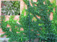 Виноград "Вичи" Parthenocissus tricuspidata "Veitchii"- 10 шт