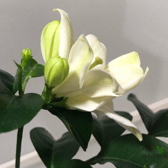Murraya paniculata ‘Himalayan’ round leaf  / Муррайя Гималайская круглый лист