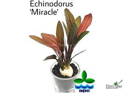 Эхинодорус Миракл (горшок)