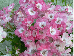 Пеларгония PAC Bermuda Pink