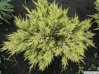 Можжевельник горизонтальный Лаймглоу - Lime Glow