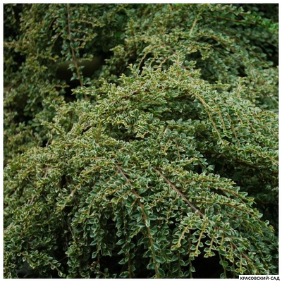 Кизильник горизонтальный - Horizontalis