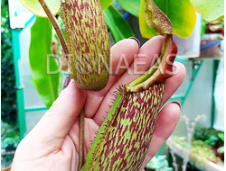 Nepenthes maxima x veitchii
