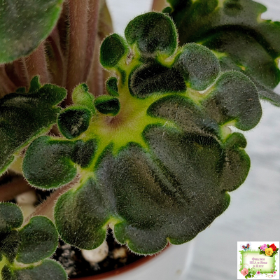 LV-Ланселот (Л. Шевелева) 2025 г. (клакамусный гёрл с кроновой пестролистностью) (стартер)