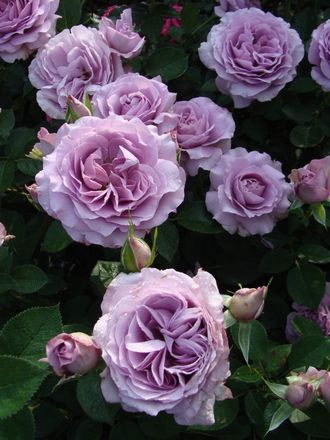 Лав сонг (Love Song), Tom Carruth