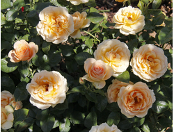 Генриетта Барнет, Ч\Г. Harkness