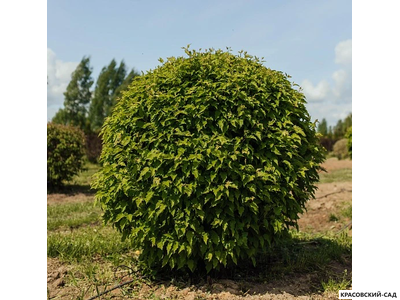 Топиар клён Гиннала в форме шара