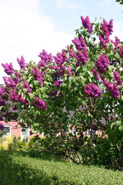 Сирень обыкновенная  Людвиг Шпет