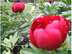 Пион Illini Warrior(Иллини Уорриор)