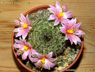 Mammillaria hutchisoniana - 5 семян