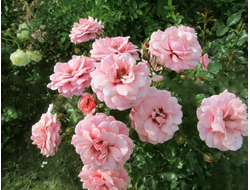 Персиан Мистери (Persian Mystery)