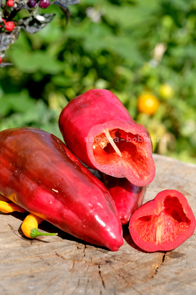 Перец сладкий Najerano Pepper (Нажеранский), 10 шт