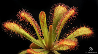 Drosera Coccicaulis