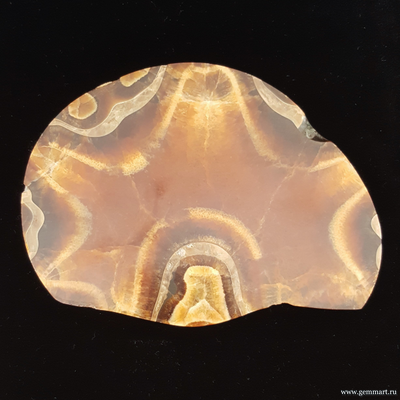 Аммонит, кальцит, полированный с 2-х сторон спил. Россия.