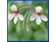 Pelargonium quinquelobatum